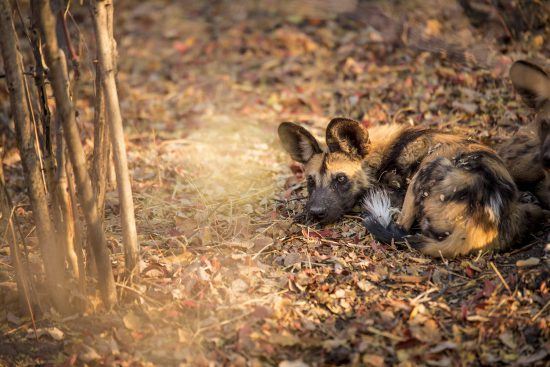 Ein Afrikanischer Wildhund liegt im Laub - außergewöhnliche Tiere in Botswana