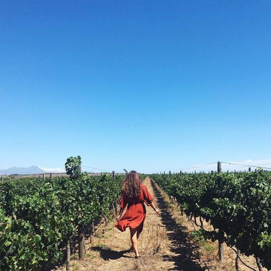 spier-vineyards Os vinhedos de Spier, uma das vinícolas mais adoradas da Cidade do Cabo