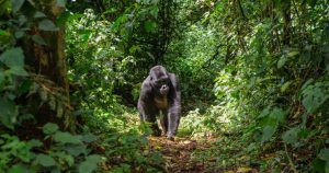Gorille des montagnes au milieu d'une clairière en Ouganda