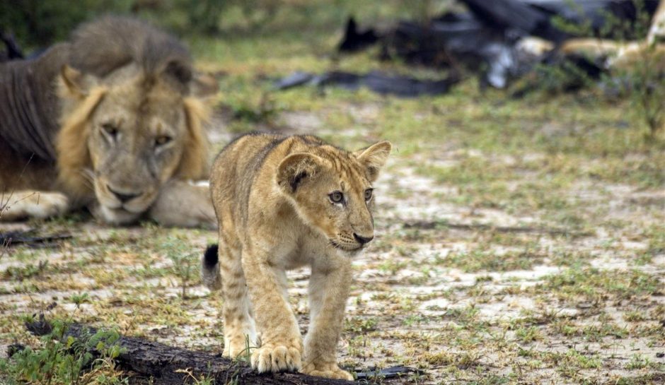 Lions in Selous National Park in Tanzania