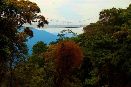 nyungwe-forest-national-park-rwanda Nyungwe Forest National Park is a tropical rainforest with a large biodiversity of flora and fauna