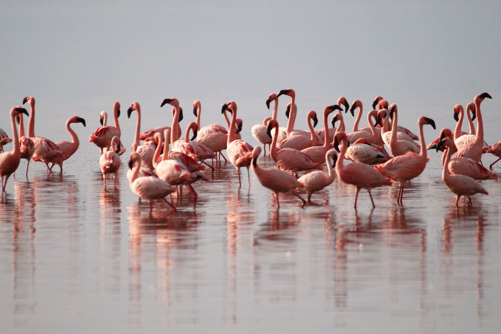 Pinke Flamingos im Wasser