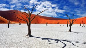 Tote Bäume vor den roten Dünen im namibischen Sossusvlei