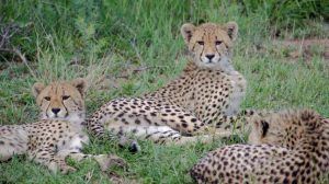 Guépards allongés dans la savane au Parc National Kruger