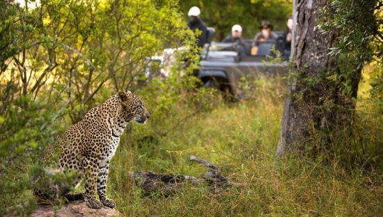 leopard-sabi-sand Reserva Sabi Sand é aclamada pelos avistamentos de leopardos