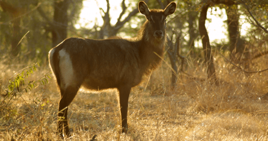 Defassa Waterbuck, Kafue