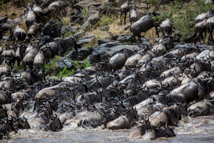 Chaotic river crossing during Great Migration