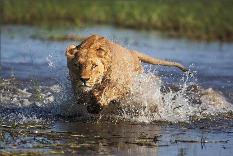 Lion in Okavango Delta