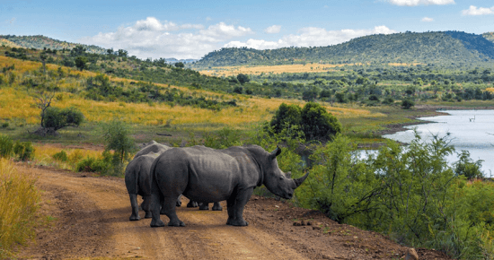 Rinocerontes na Reserva Pilanesberg, na África do Sul