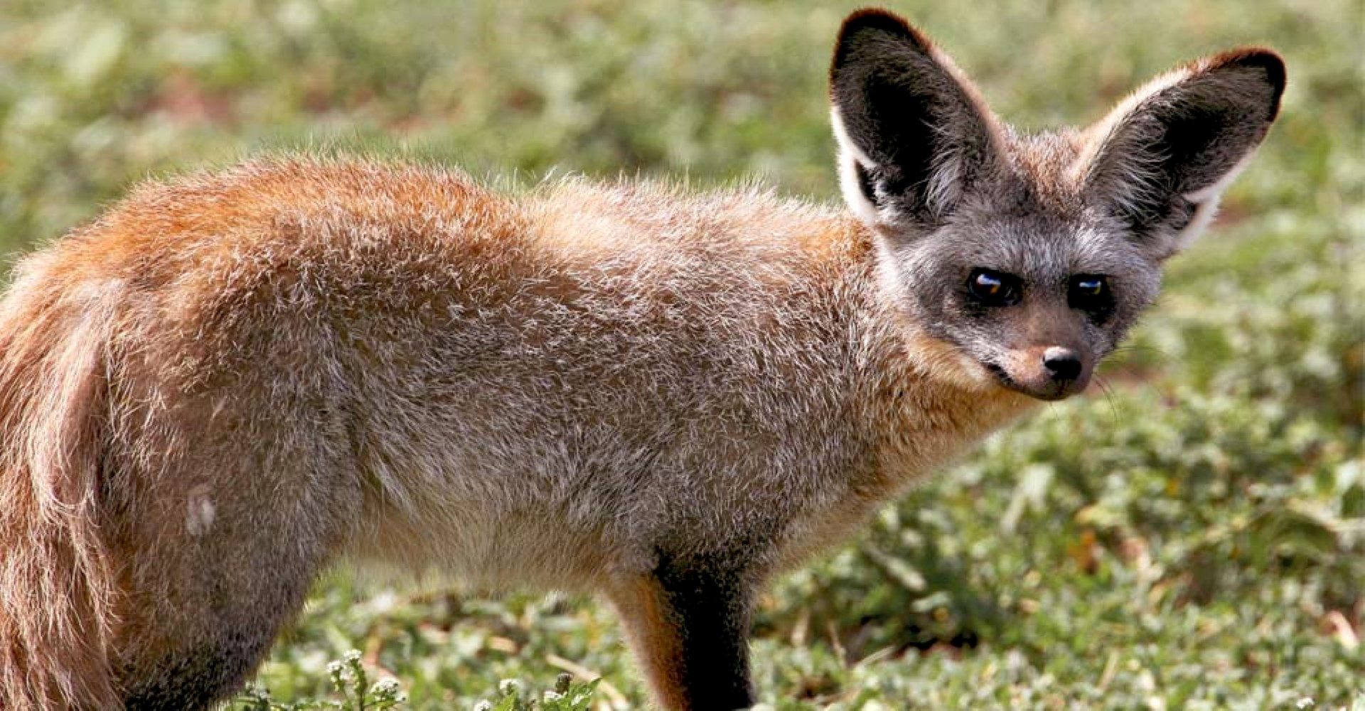 Solo bat-eared fox in Tanzania 