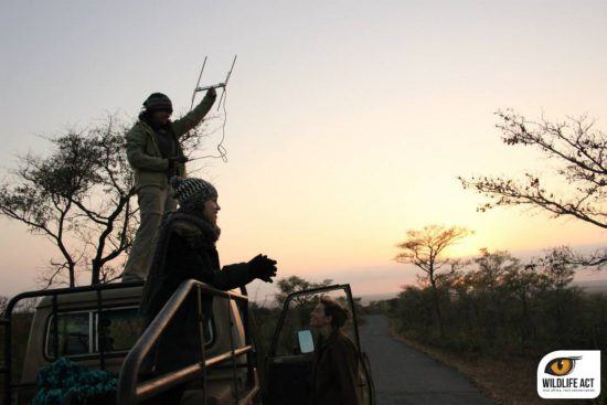 Voluntário no Wildlife ACT, uma experiência única.