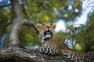 Léopard dans un arbre à Silvan