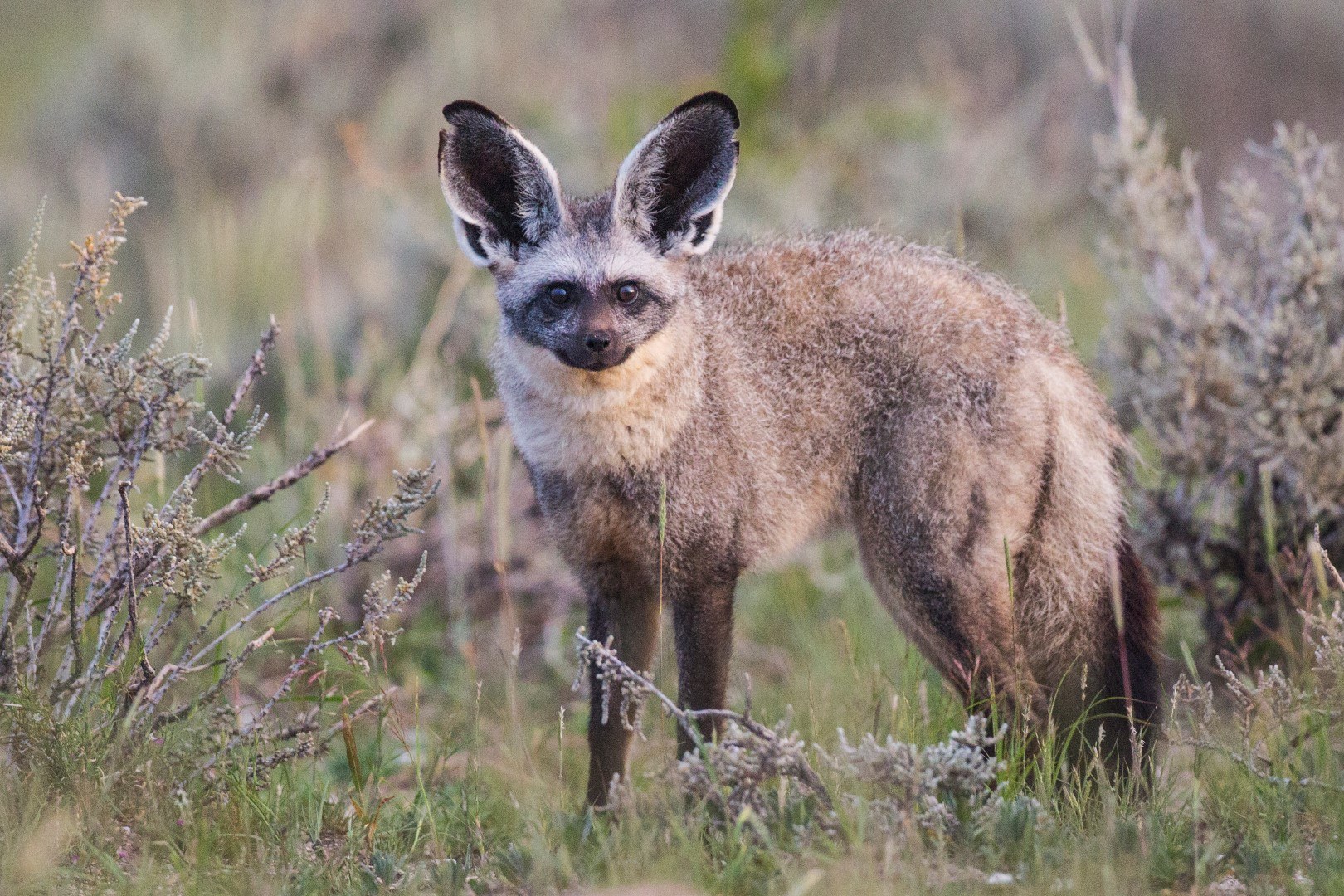 Solo bat-eared fox spotted in Etosha National Park, Namibia 