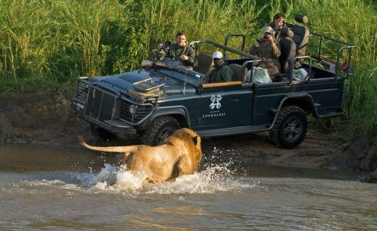 Duba Plains A lion charges at safari vehicle in Londolozi