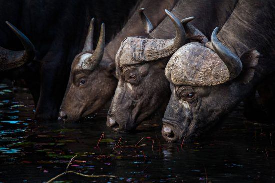 Búfalos bebiendo del arroyo.