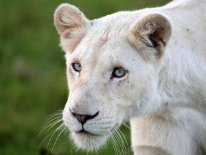 Lion Blanc Mythes Vs Realite Rhino Africa Blog