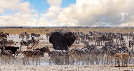 wildlife=etosha-national-park A sample of the wildlife in the Etosha National Park