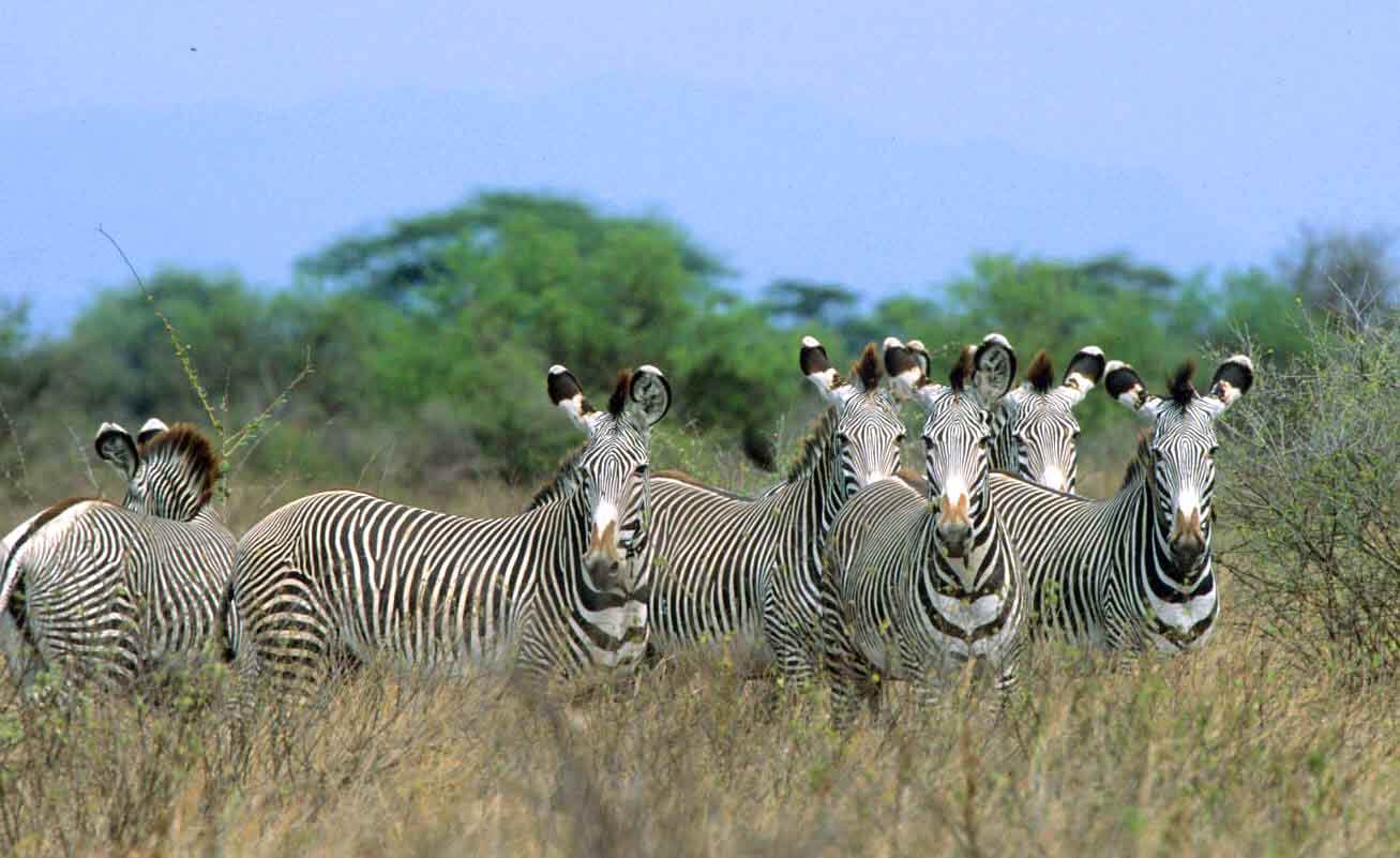 Meru National Park is rich in wildlife