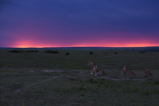Grande Migration | Masai Mara