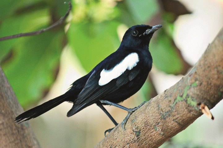 Exotischer Vogel auf einem Baum auf den Seychellen