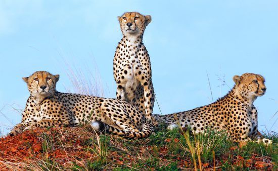 Drei Leoparden sitzen im Gebüsch
