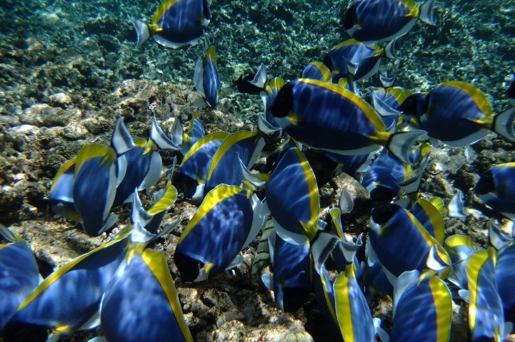 Bunte Fische im indischen Ozean