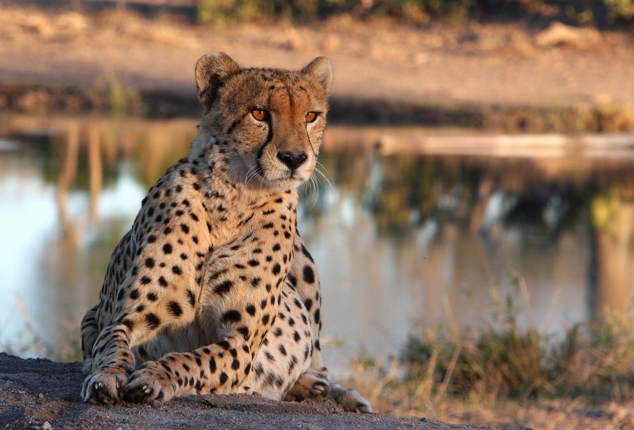 Quien Es Mas Rapido El Guepardo O El Leopardo