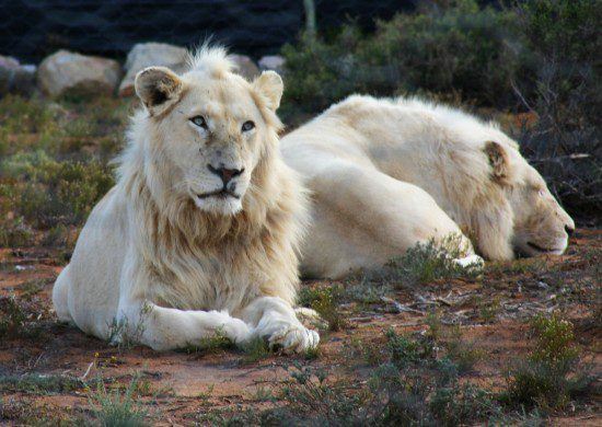 Two white lions in Sanvona Wildlife Reserve in Rhino Africa's Complete Guide