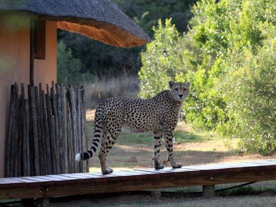 Gepard besucht eine Lodge im Amakhala Game Reserve