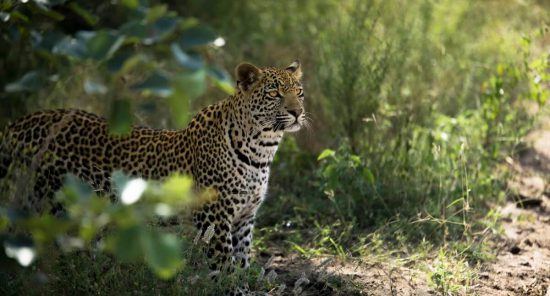 Ein Leopard guckt aus dem grünen Busch in der Greater Kruger Area