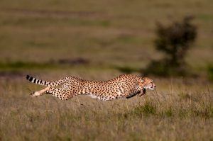 Guépard en plein sprint en Tanzanie