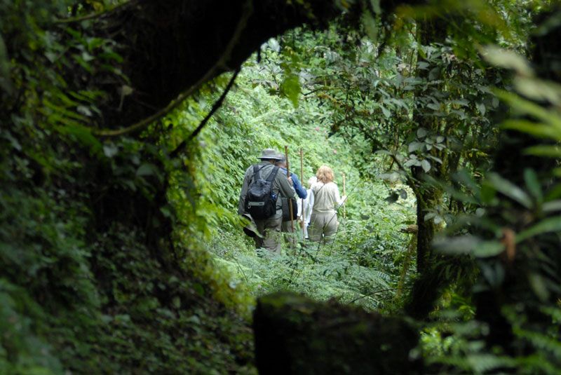 Gorilla trekking through the forests of the Volcanoes National Park in Rwanda