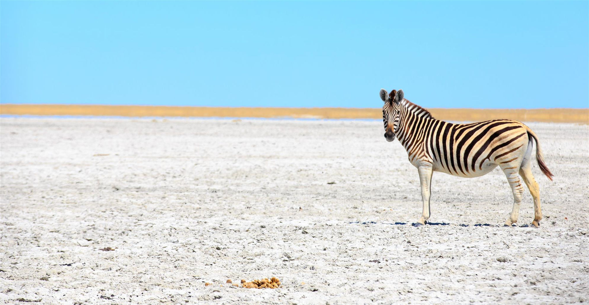 Ein Zebra vor blauem Himmel steht in der weißen Makgadikgadi-Salzpfanne in der Kalahari Botswanas