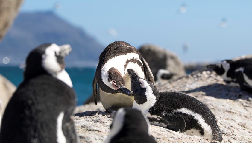 A penguin grooms a mate at Boulders Beach, Cape Town