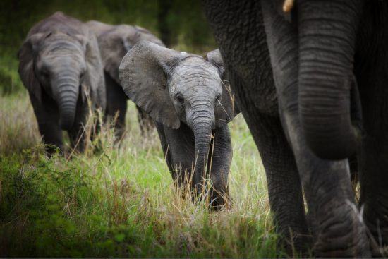 Ein kleiner Elefant inmitten einer Elefantenherde