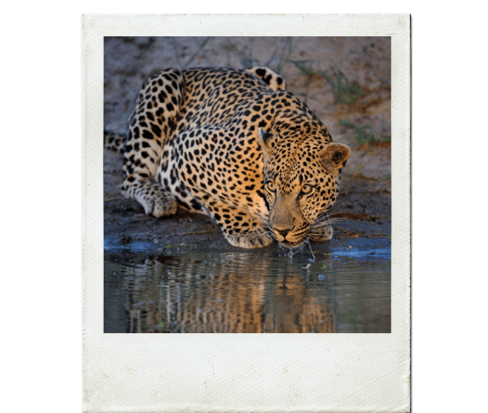 Leopardo saciando em charco na Reserva Sabi Sand