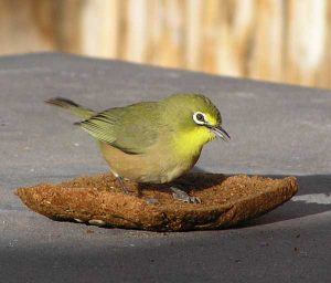 Bird-Namibian-trek An orange river white eye spotted on a Namibian trek