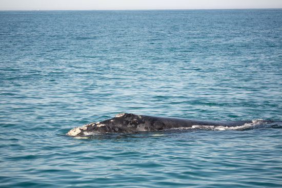 Característica marcante da baleia-franca-austral são suas calosidades na cabeça