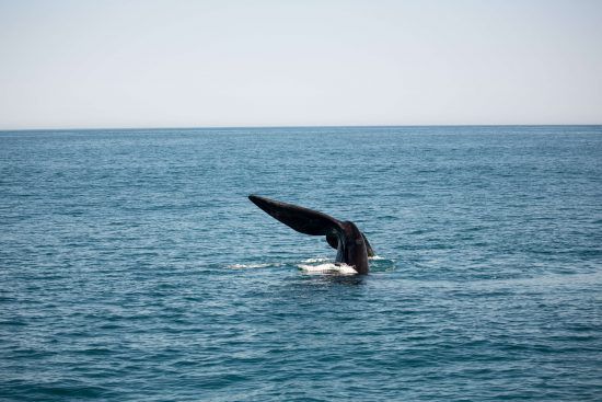 humpback-whale-gansbaai Um dos maiores membros dos "Big 5" marinhos, as baleias-jubarte podem pesar entre 25 a 30 toneladas