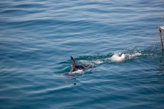 great-white-shark-gansbaai Tubarões-brancos são o peixe predador de maiores dimensões do planeta