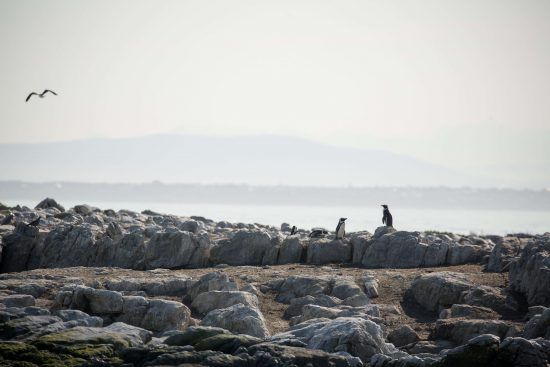 african-penguin-gansbaai-cape-town A única espécie de pinguins da África, tristemente em declínio