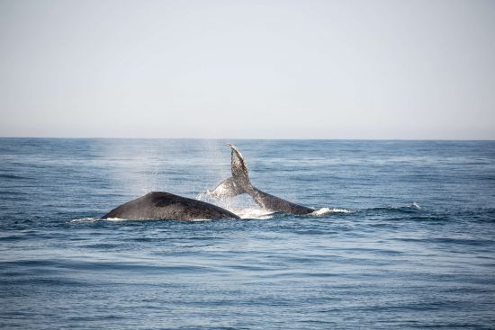 humpback-whale-gansbaai Baleias-jubarte são vistas em abundância nos mares do sul da África durante a época de acasalamento