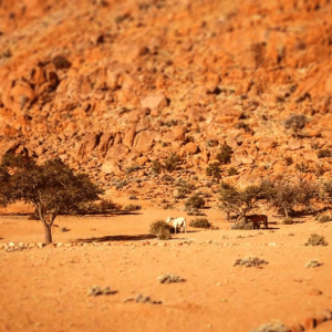 Horses-Namibian-trek Two desert horses on a Namibian trek