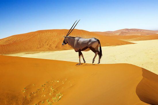 oryx-namibia Órix percorrendo as dunas de Sossusvlei, Namíbia