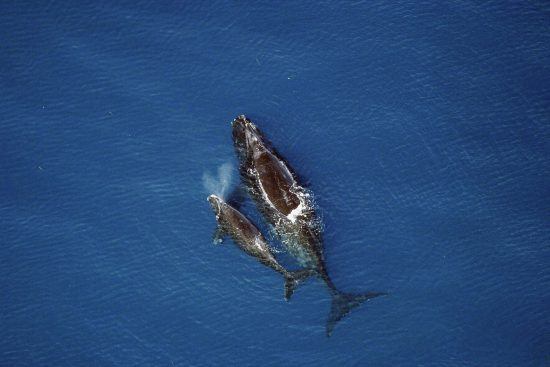 La saison des baleines en Afrique du Sud