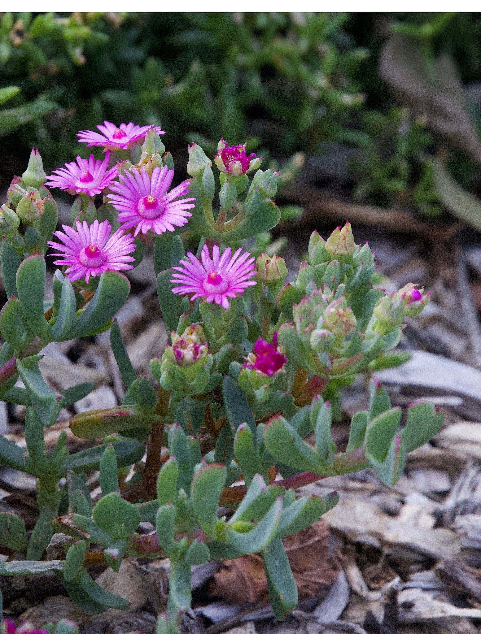 Wild flowers in the Cape