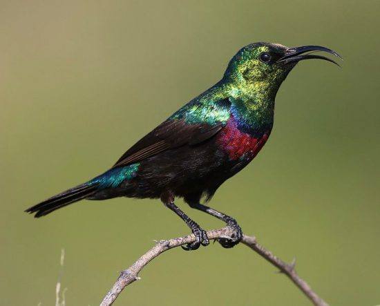 Beija-flor-de-marico no Parque Nacional Mapungubwe, África do Sul
