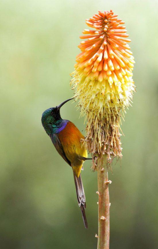 Beija-flor-de-peito-laranja, ndêmico do habitat dos fynbos do sudoeste da África do Sul