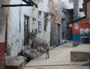 Voyage au Kenya : découvrez la pittoresque Lamu dans l'archipel de Lamu.