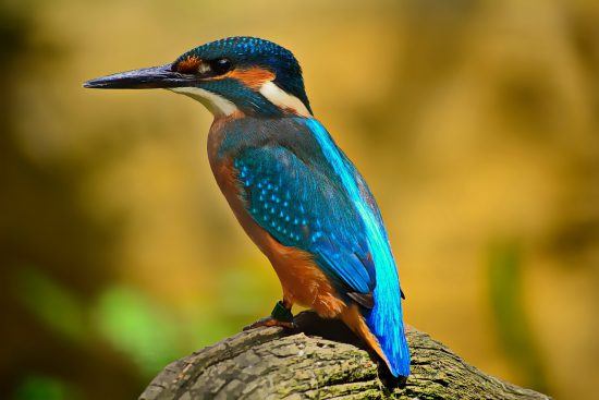 Guarda-rios ou martim-pescador chama a atenção por sua tonalidade de azul